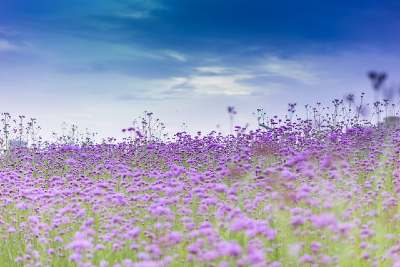 spring flowers